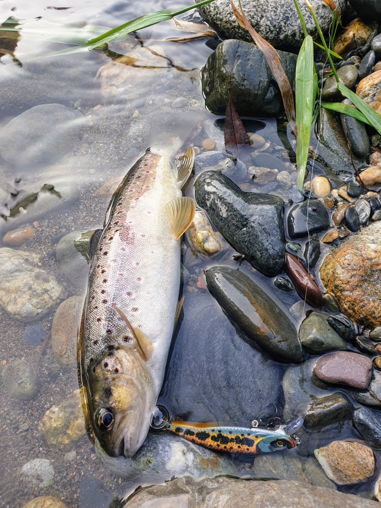 Poisson nageur truite