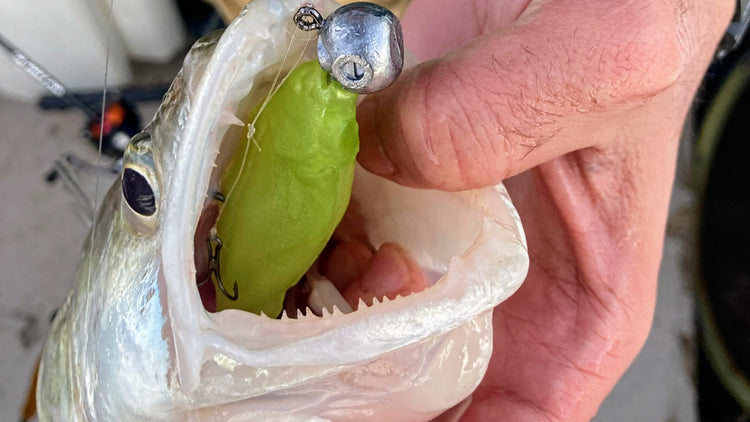 Leurre souple carnassier