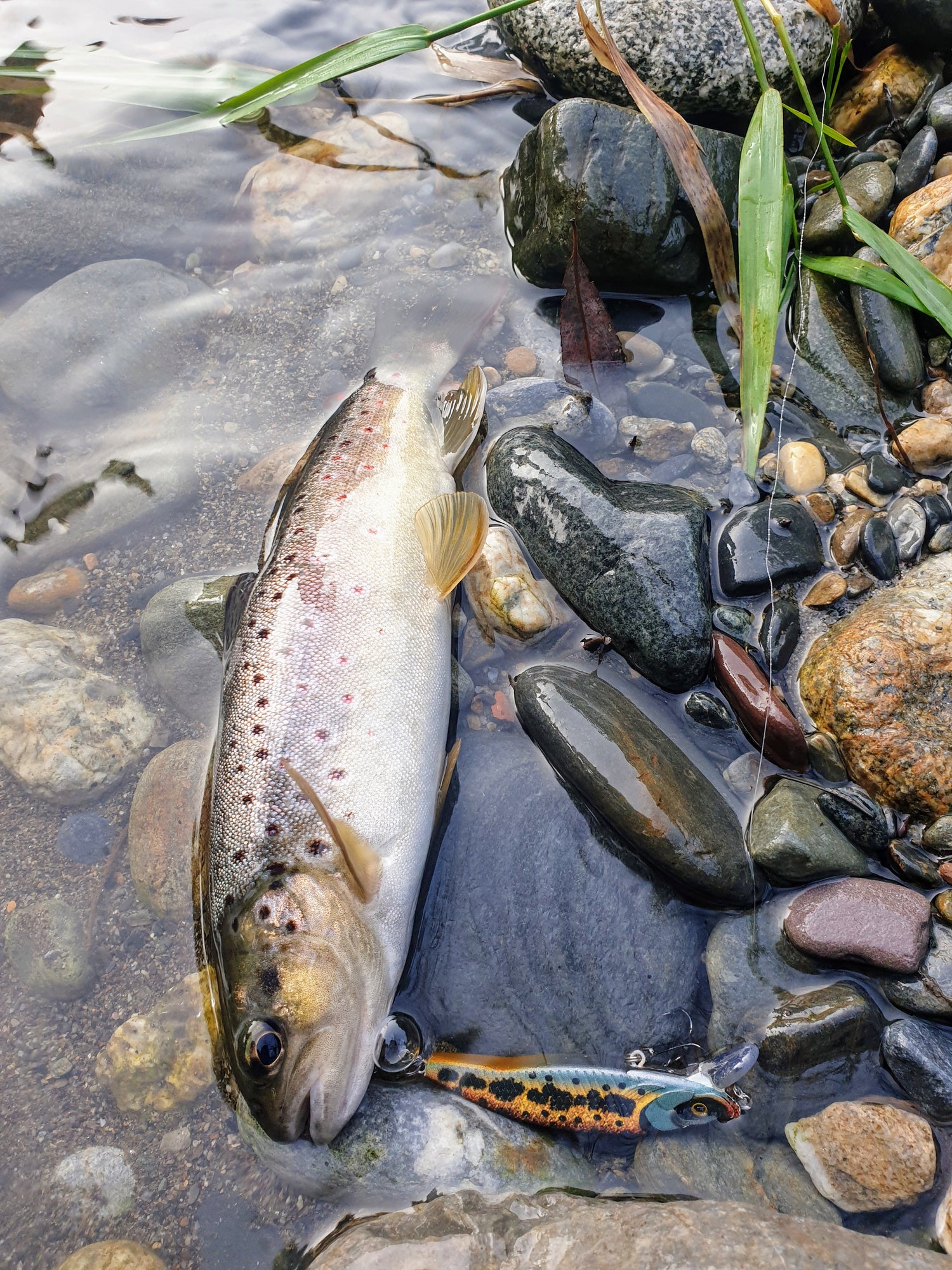 Poisson nageur truite