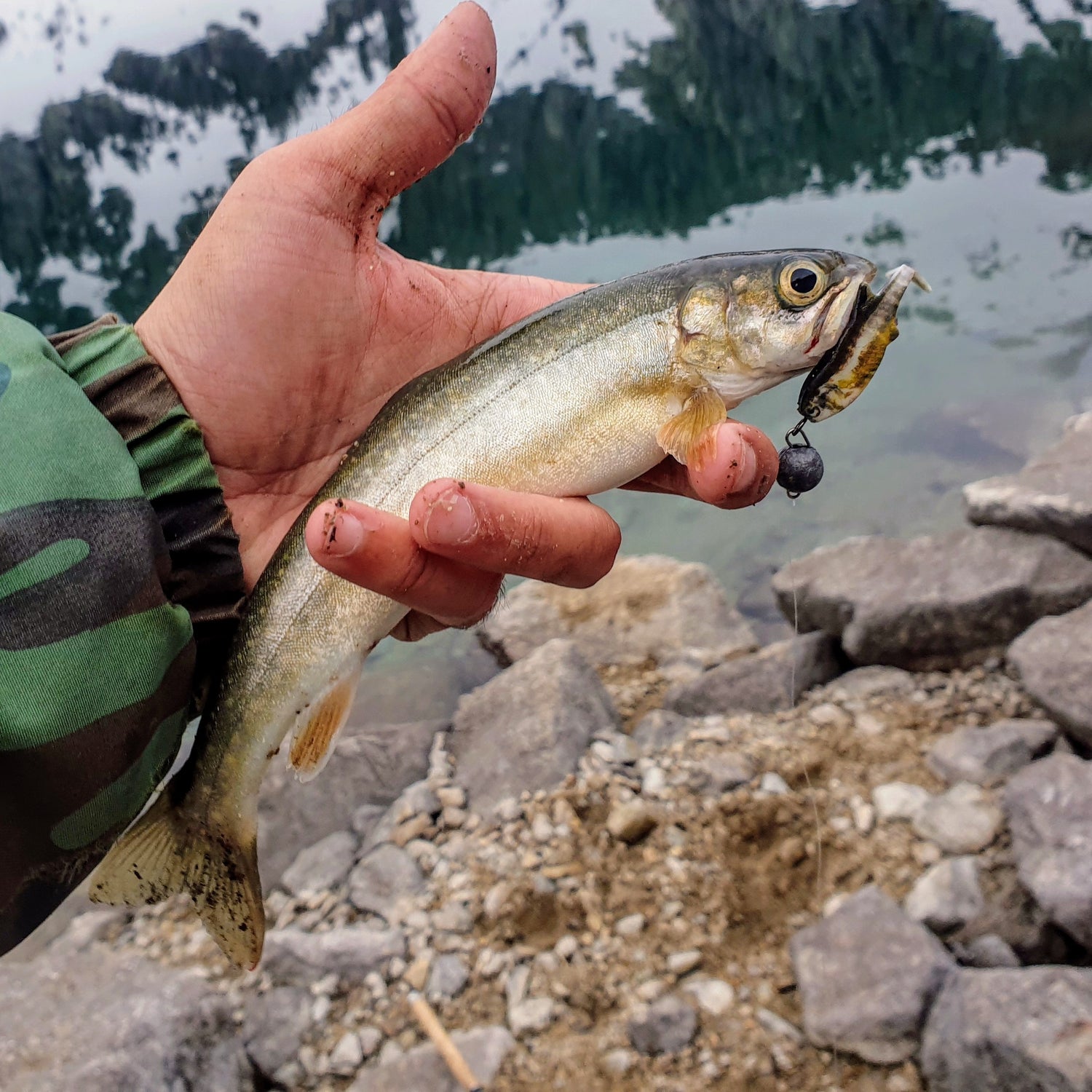 Leurre souple truite