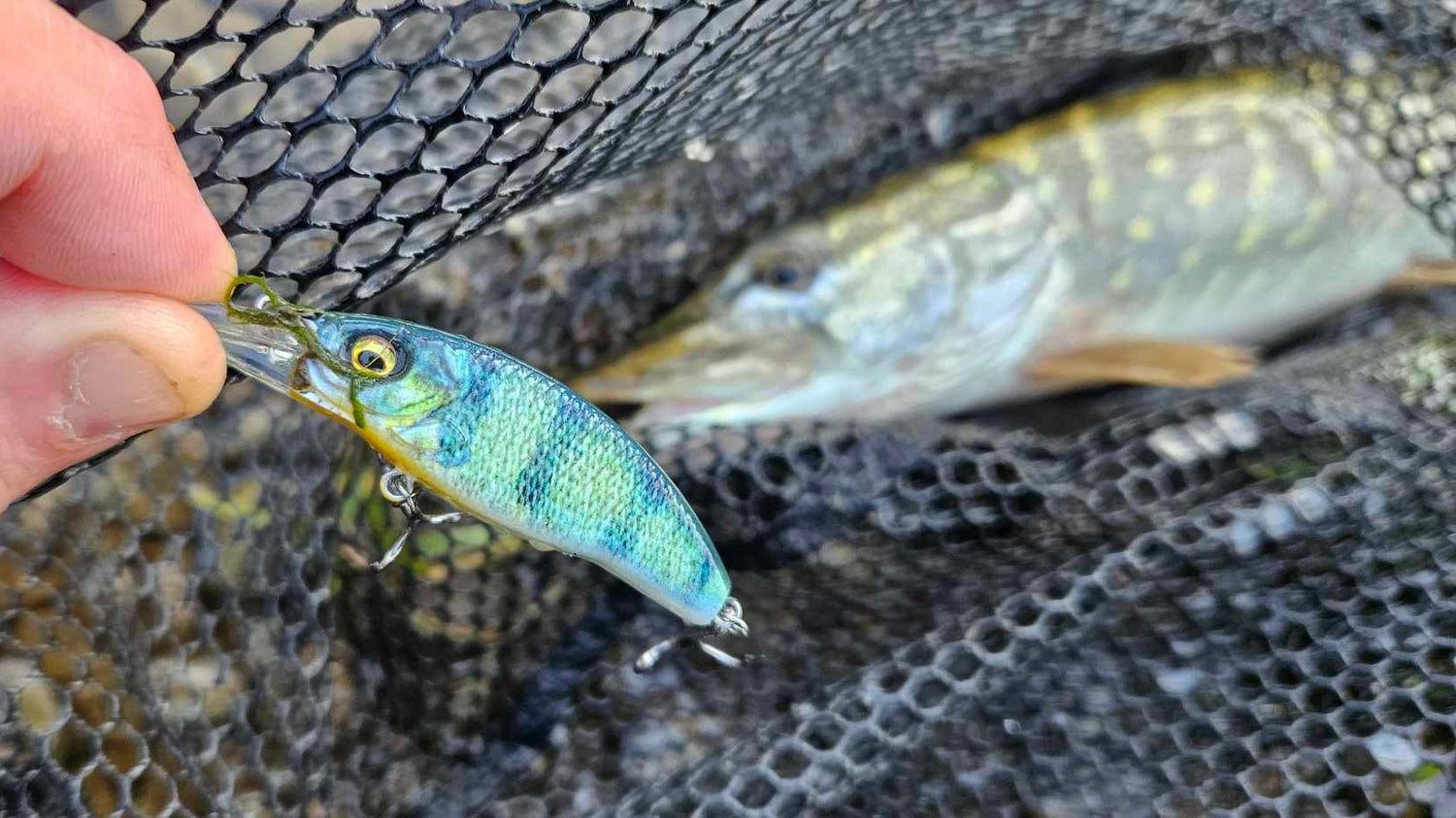 Leurre dur carnassier